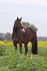 horse
