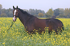 horse