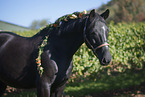 Zweibruecker Horse Portrait