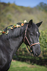 Zweibruecker Horse Portrait