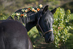 Zweibruecker Horse Portrait