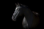 Zweibruecker Horse Portrait