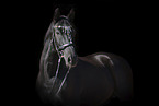Zweibruecker Horse Portrait