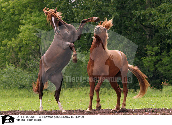 fighting Youngsters / RR-03068