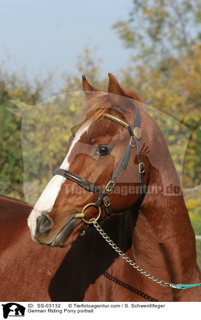 German Riding Pony portrait / SS-03132