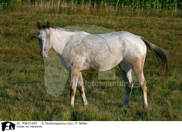 Pferd auf der Weide / horse on meadow / PM-01450