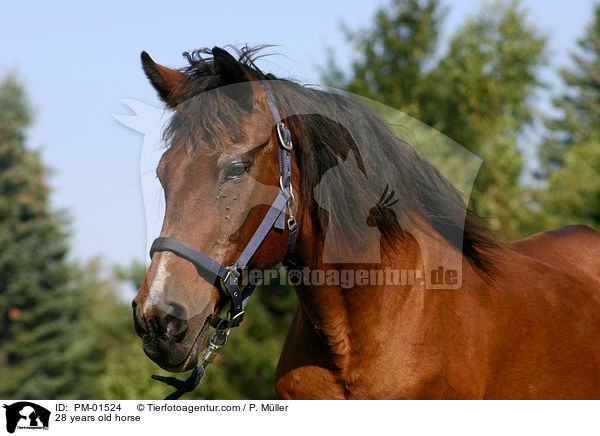 28 years old horse / PM-01524
