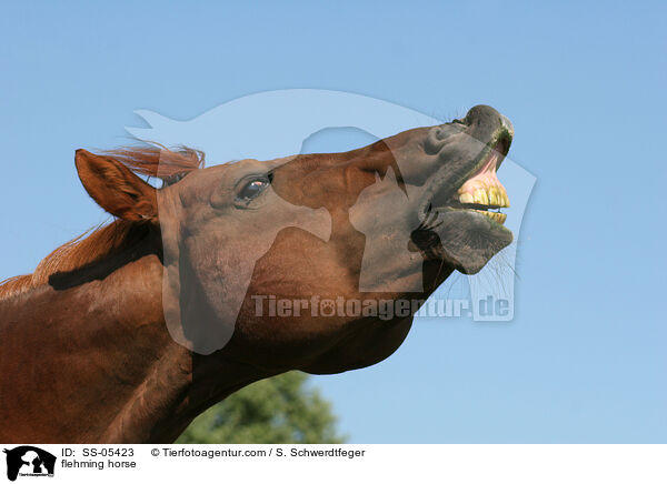 flehmendes Pferd / flehming horse / SS-05423