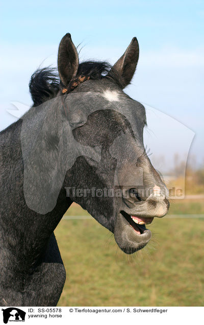 yawning horse / SS-05578