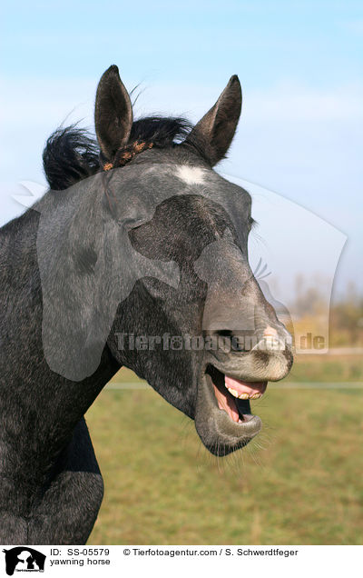 yawning horse / SS-05579