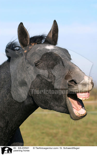 yawning horse / SS-05581