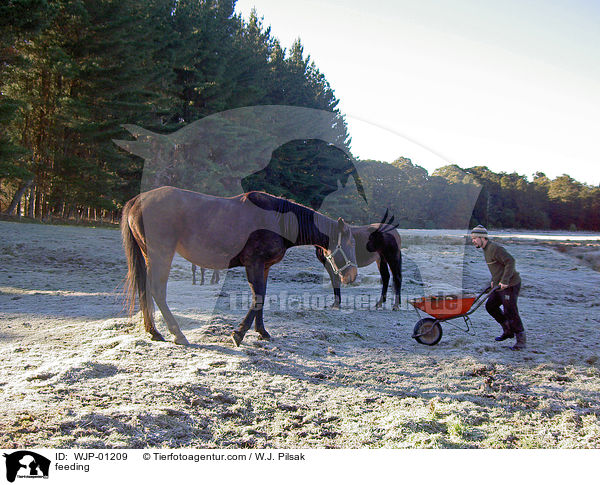 Ftterung / feeding / WJP-01209