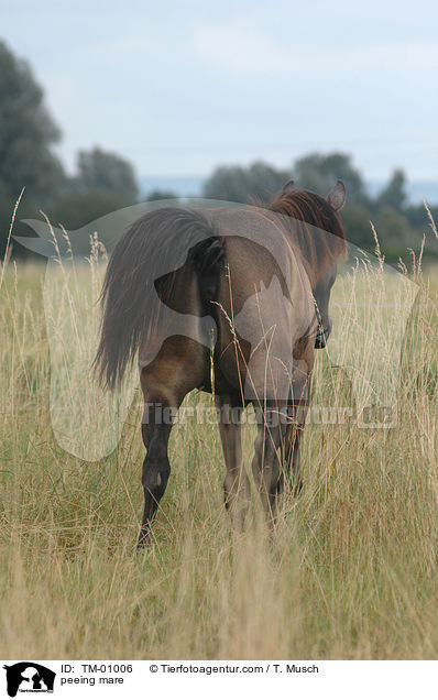peeing mare / TM-01006