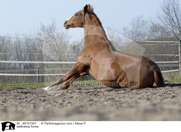 wallowing horse / AP-01307