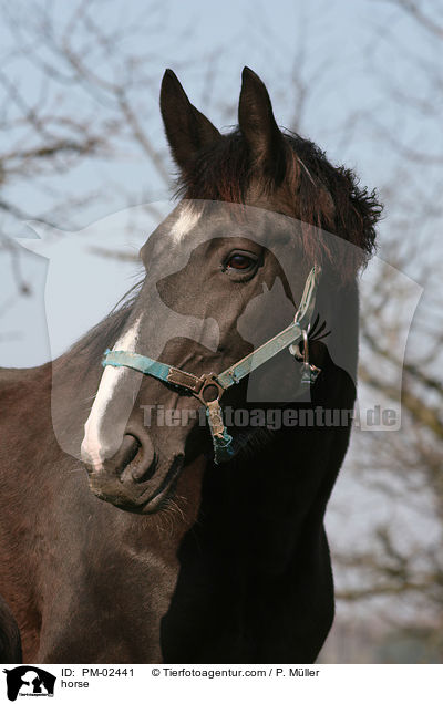 Schweres Warmblut / horse / PM-02441