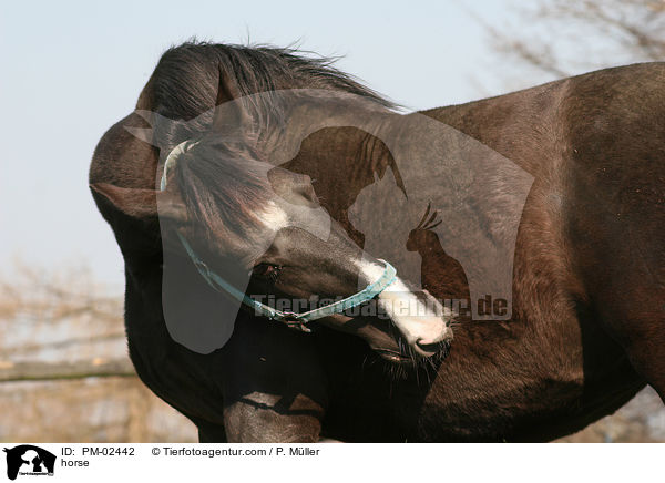 Schweres Warmblut / horse / PM-02442
