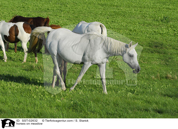 horses on meadow / SST-02632