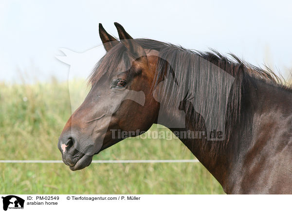 arabian horse / PM-02549