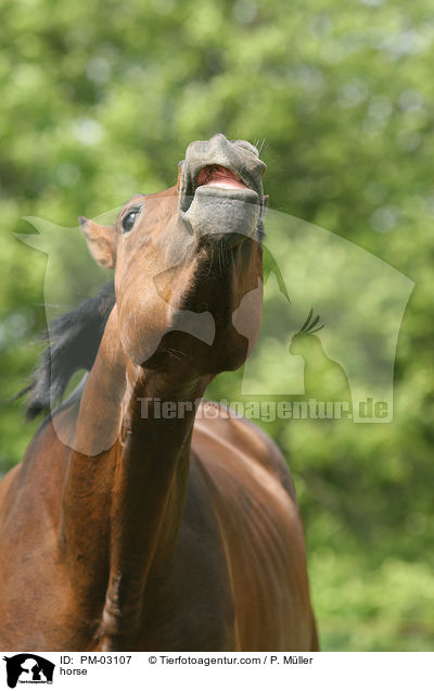 flehmendes Pferd / horse / PM-03107