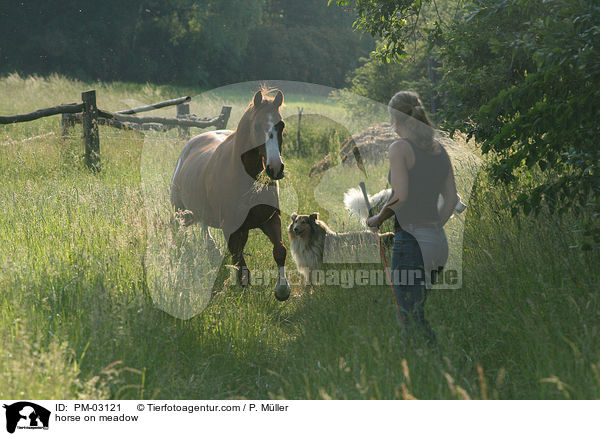 Pferd auf der Weide / horse on meadow / PM-03121