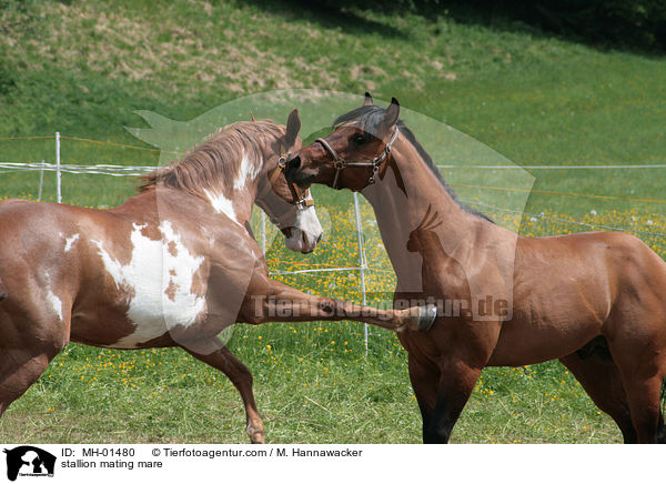 Hengst und Stute beim Deckakt / stallion mating mare / MH-01480
