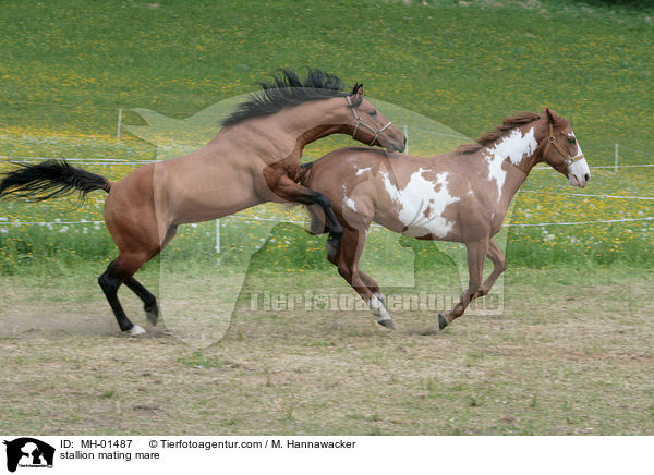 Hengst und Stute beim Deckakt / stallion mating mare / MH-01487