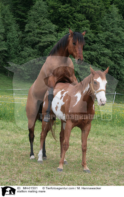 stallion mating mare / MH-01501