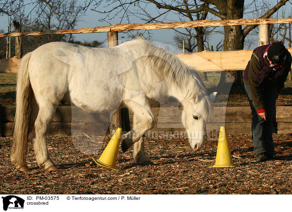 Shetty-Lewitzer-Mix / crossbred / PM-03575