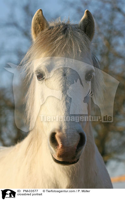 Shetty-Lewitzer-Mix Portrait / crossbred portrait / PM-03577