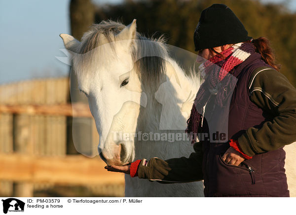 Pferd fttern / feeding a horse / PM-03579