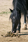 snuffling horse