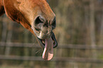 gaping horse