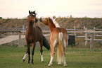 playing ponies