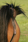 mare at estrus