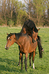 Horse mating
