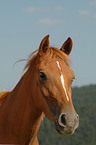 horse head