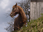 standing horse