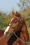 German Riding Pony portrait