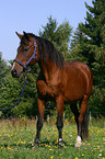 28 years old horse