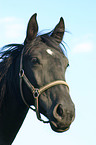 horse head