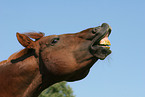 flehming horse