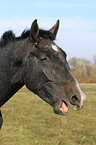 yawning horse