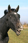 yawning horse
