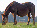 old horse