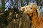 horses