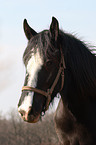 horse