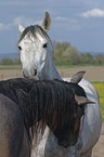 horses