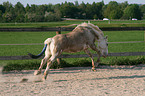 horses