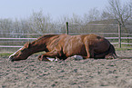 wallowing horse