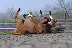 wallowing horse